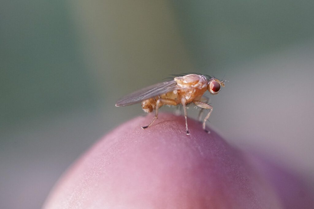 Octomilka